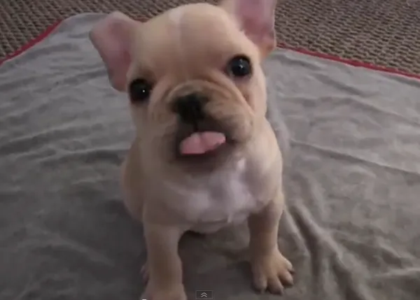 El refuerzo positivo en acción: un cachorro de Bulldog Francés nos muestra sus trucos