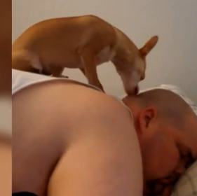 Buenos días... ¡buenosdíasbuenosdías! versión canina: un vídeo de despertadores perrunos