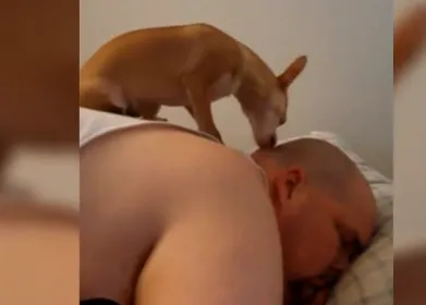 Buenos días... ¡buenosdíasbuenosdías! versión canina: un vídeo de despertadores perrunos
