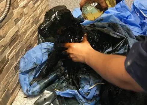 Un cachorrote sobrevive tras haber sido bañado en alquitrán y comienza una nueva vida