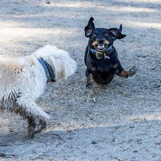 Las experiencias traumáticas en cachorros afectan a su comportamiento de …