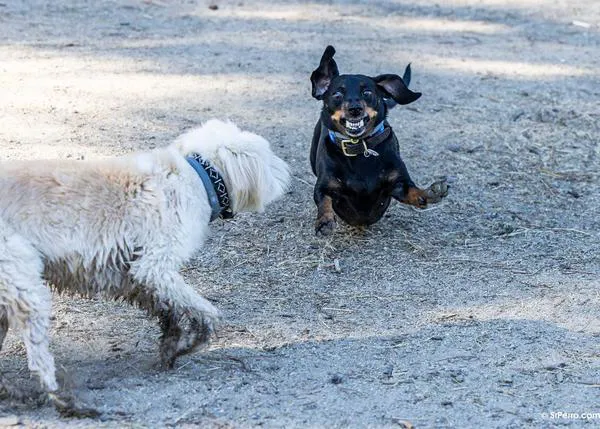 Las experiencias traumáticas en cachorros afectan a su comportamiento de adultos, pero no a todas las razas por igual
