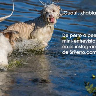 ¿Hablamos? De perro a perro, mini entrevistas caninas en el …