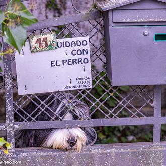 Cualquier perro puede llegar a morder: consejos básicos para evitar …