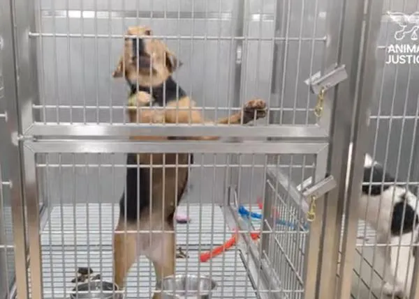 Animal Justice consigue el prestigioso Premio Lush por revelar experimentos (secretos) con Beagles en un hospital de Canadá