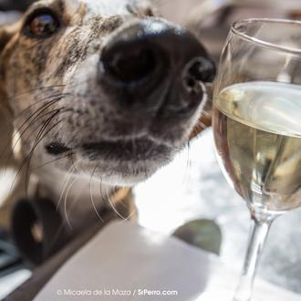 ¿Puedes entrar con tu perro en un bar o restaurante …
