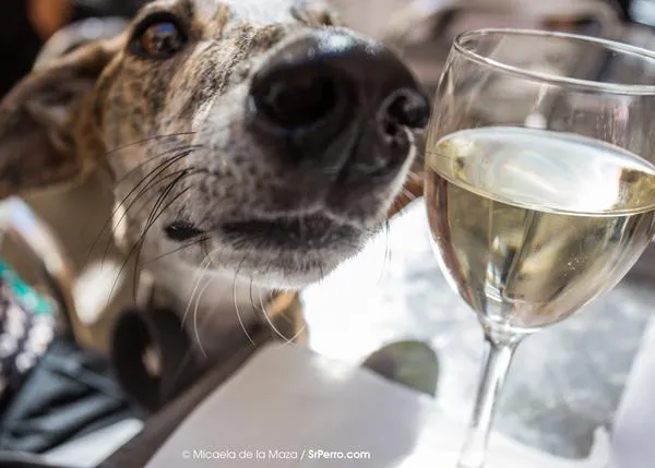 ¿Puedes entrar con tu perro en un bar o restaurante de Zamora, Salamanca, Ávila, Palencia...?