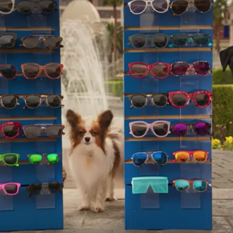 Perros parlantes con mucho sentido del humor: llega una nueva …