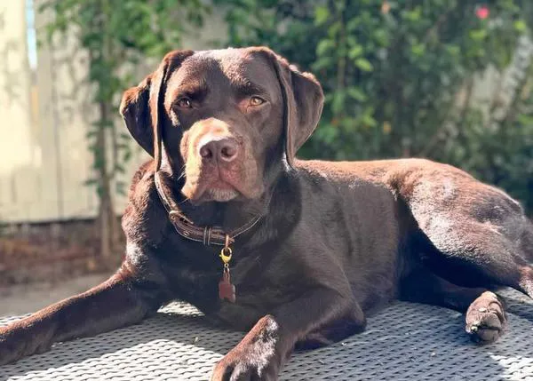 La Conexión intestino - cerebro y su relación con el comportamiento de los perros: una charla entre Victoria Stilwell y Kari Bastyr