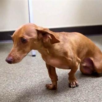 Un salchicha paralizado recupera la movilidad gracias a una intervención …