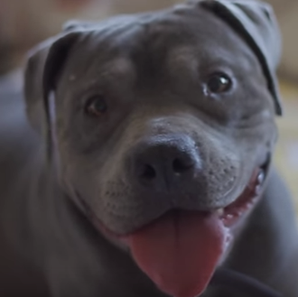 El cariño natural de una Pit Bull transforma la vida …