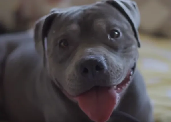 El cariño natural de una Pit Bull transforma la vida de un chaval con autismo