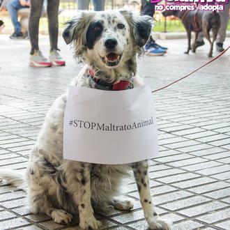 Antes de decidir compartir tu vida con un perro, lee …