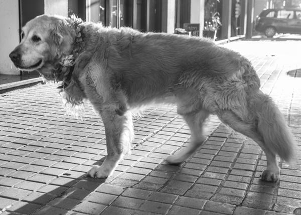 Empleador cartucho violinista Displasia de cadera en perros: cómo detectarla y tratarla