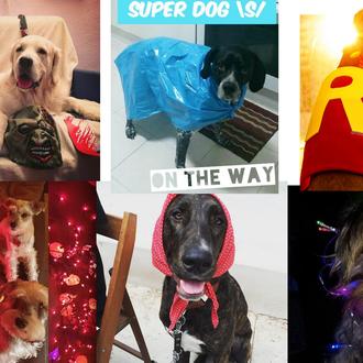 De Halloween a HalloGUAU: Concurso de disfraces caninos con arte …