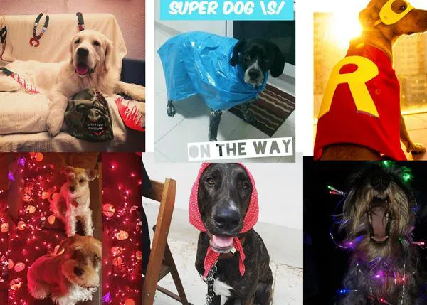 De Halloween a HalloGUAU: Concurso de disfraces caninos con arte y humor