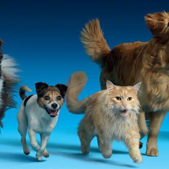 Perros y gatos en publicidad: su presencia afecta de manera …