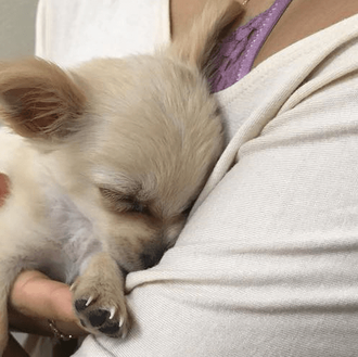Un cachorro abandonado para que pudiera ser salvado: la violencia …