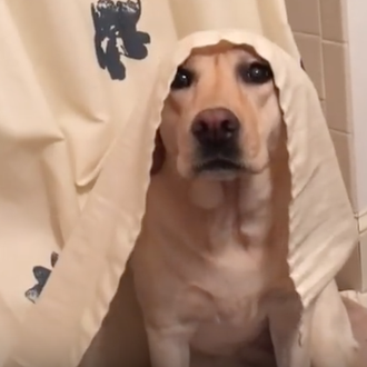 Perros cuya misión es no dejar solos a sus humanos …