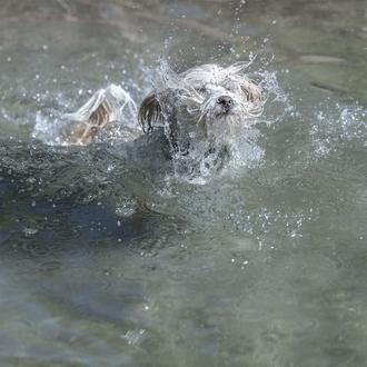 ‘Patas al agua’, 'Al agua perros' y 'Al Agua Patas …