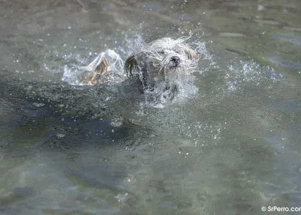 ‘Patas al agua’, 'Al agua perros' y 'Al Agua Patas': citas acuáticas y perrunas en septiembre 2023 en la Comunidad de Madrid