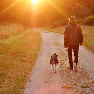 Los solteros con perro -sobre todo si es una raza …