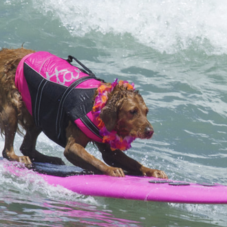 Ricochet, la perra surfera que ayuda a personas con ansiedad …