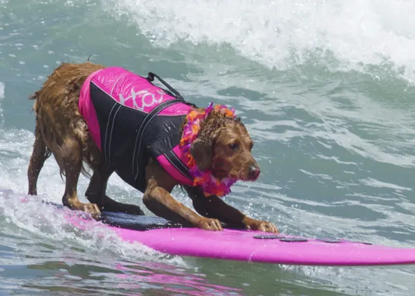 Ricochet, la perra surfera que ayuda a personas con ansiedad, discapacidad o necesidades especiales
