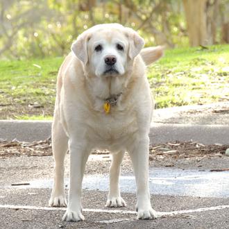Los perros con sobrepeso son más 