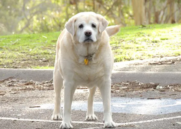 Los perros con sobrepeso son más 
