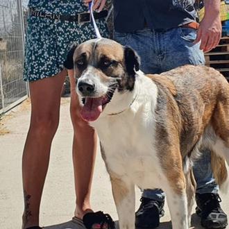 La Protectora de Segovia lanza una alerta sobre unos adoptantes …