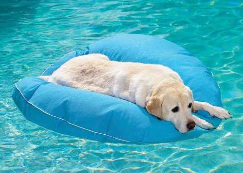 El perro equipado: colchonetas para la piscina
