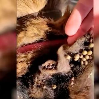El Seprona rescata a más de 100 perros y otros …