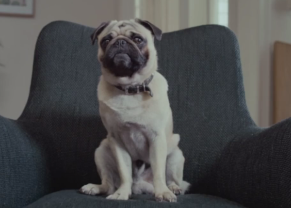 Los perros Volkswagen: sus mejores anuncios con canino (y su peor spot)