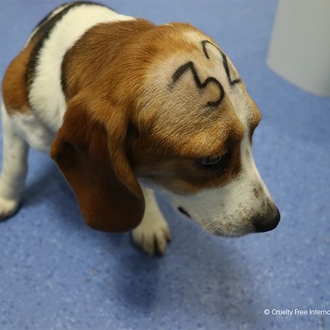 Cruelty Free International denuncia brutales abusos a perros, conejos, cerdos …