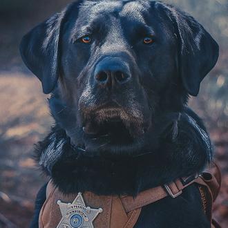 Un perro de rastreo encuentra a una niña perdida en …