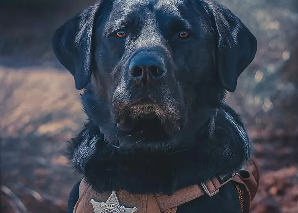 Un perro de rastreo encuentra a una niña perdida en solo 12 minutos y en su primer día de trabajo