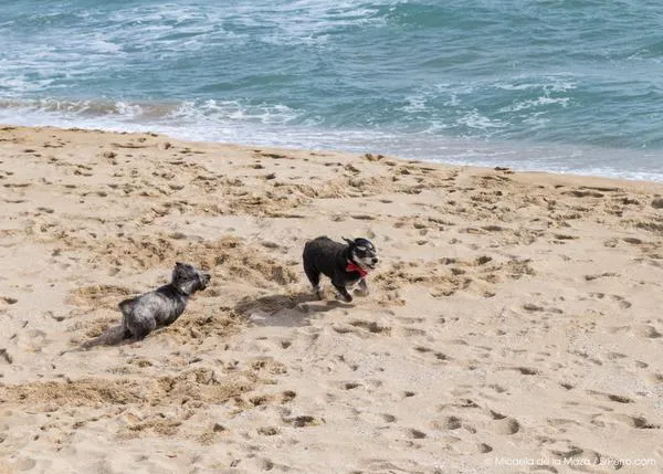 La Junta de Andalucía no quiere turistas con can en Málaga: prohibe TODAS las playas perrunas