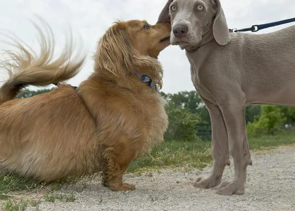 El mundo de los canes a vista de perro: la fotografía de Tony Mendoza