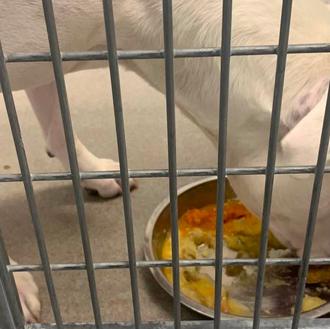 La estupenda tradición de ofrecer una comida especial de Acción …