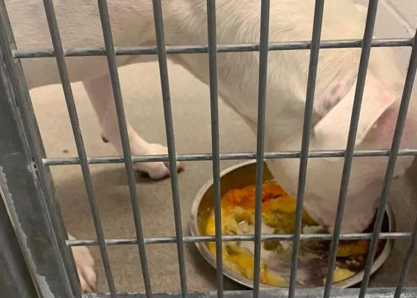 La estupenda tradición de ofrecer una comida especial de Acción de Gracias a los perros de una perrera