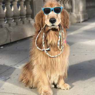 Estrellas perrunas de instagram: Sporty, el Golden Retriever juguetón que …