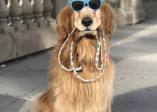 Estrellas perrunas de instagram: Sporty, el Golden Retriever juguetón que se pasea a sí mismo 