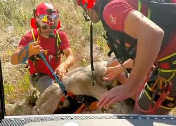 Los bomberos de Alicante rescatan en helicóptero a un Mastín que sufrió un problema de salud en una ruta de montaña