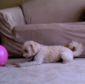 El caso del globo que desaparece... y otras aventuras de …