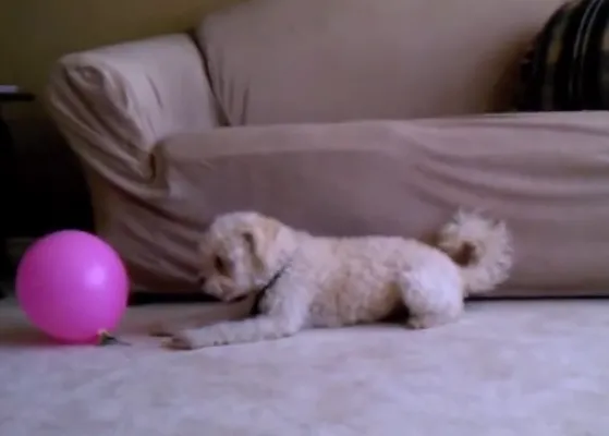 El caso del globo que desaparece... y otras aventuras de perros y globos