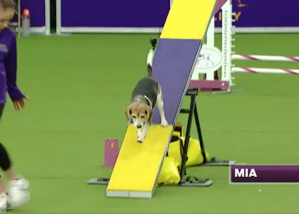 Una Beagle muy Beagle enamora al público en un campeonato de Agility