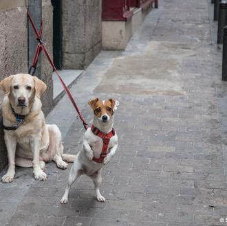 Guía oficial para paseadores de perros: pautas para asegurar el …