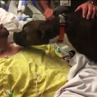 Un hospital permite que una perra visite a su humano …