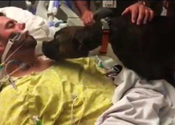 Un hospital permite que una perra visite a su humano para despedirse de él